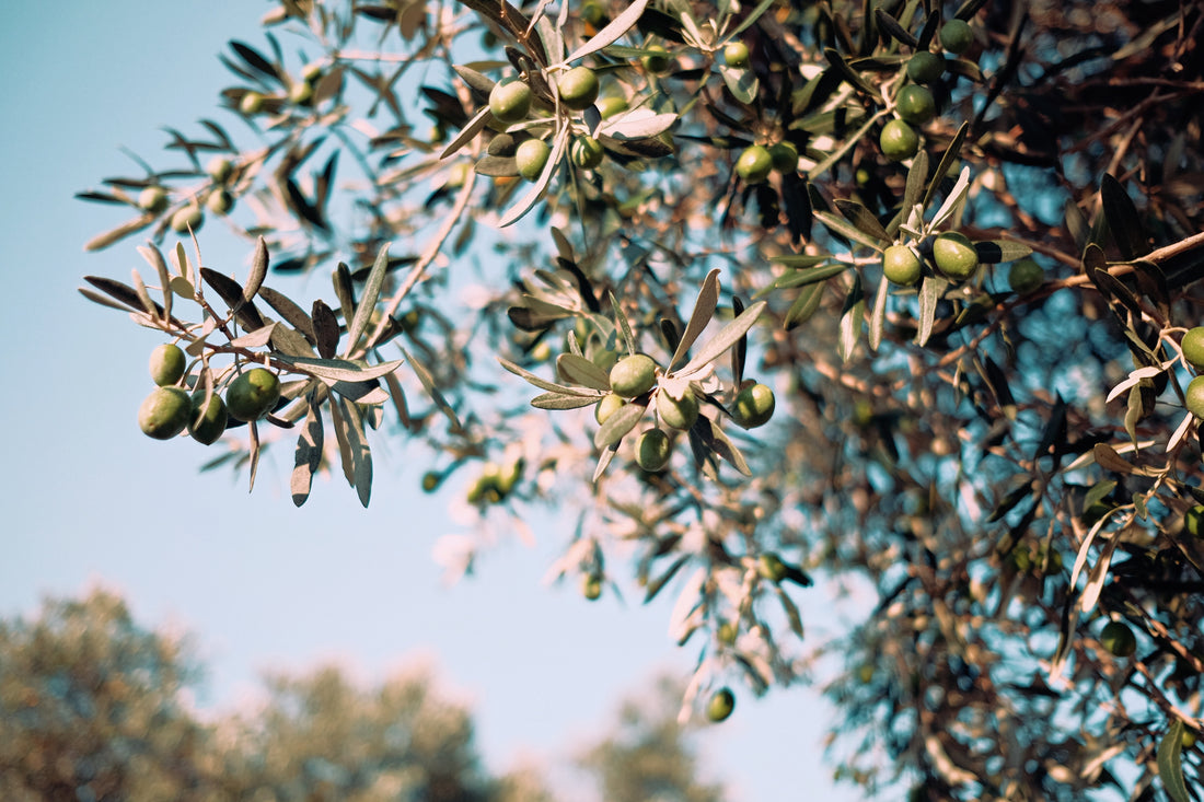 Active Ingredient - Olive Oil