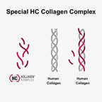 Illustration of the special HC collagen complex