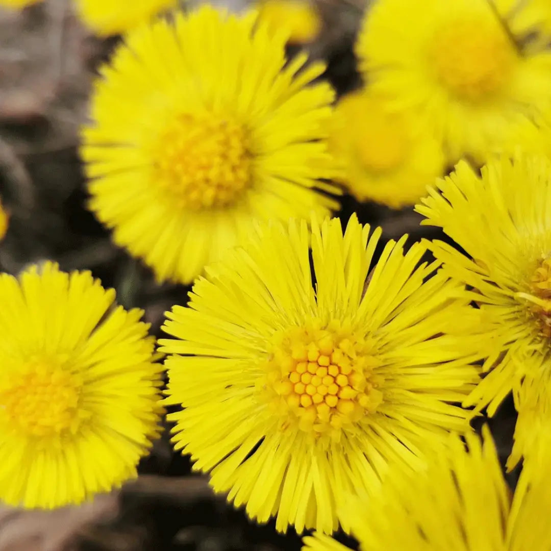 Coltsfoot flower blossom