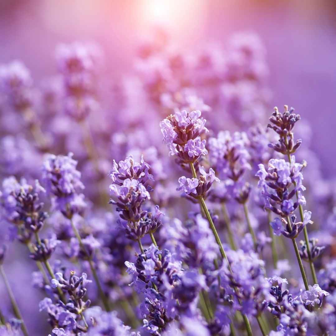 Weleda lavanda za opuštanje ulje za njegu 100 ml
